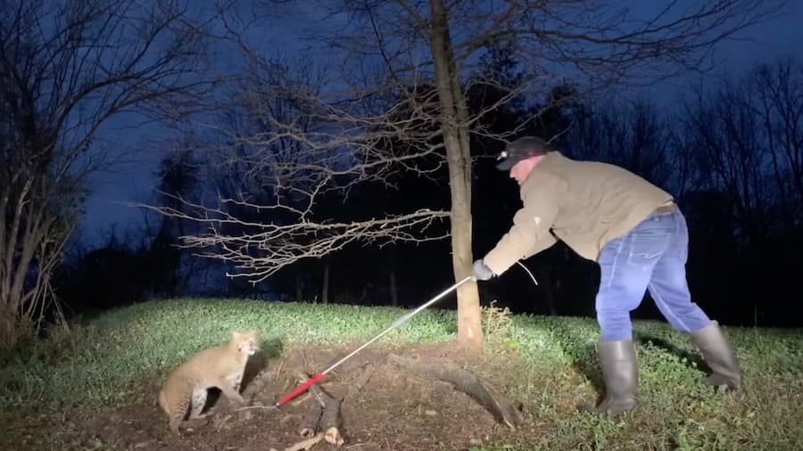 Trapper Releases Bobcat
