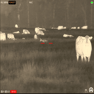 Coyote Zapped In Livestock