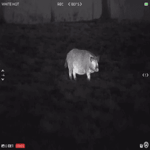 How Thermal Color Modes Reveal Hogs | Armasight Warden 640 Field Demo