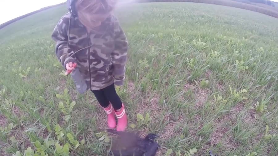 Crow Hunt With Daughter 