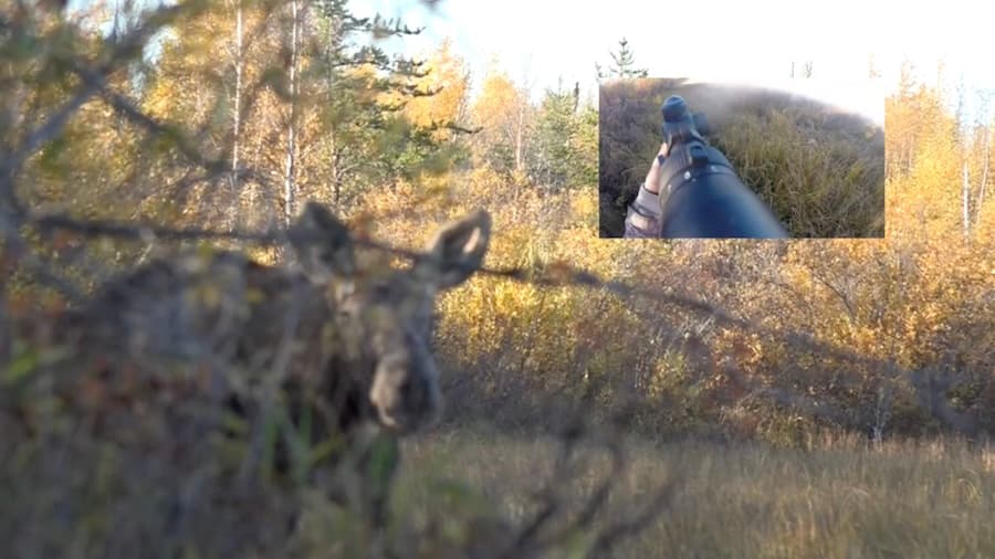 Spike Moose Harvested In Ontario, Canada