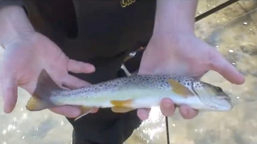 Smashing Brown Trout On Spinners