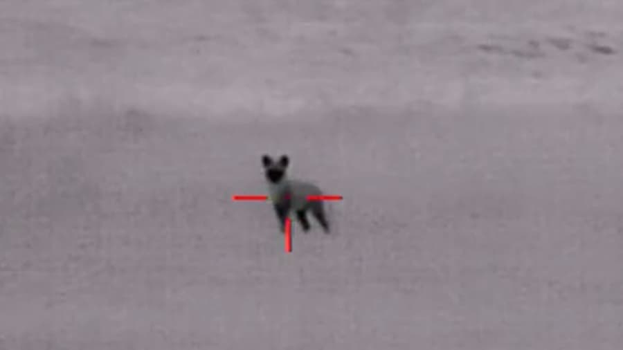 Tough Coyote Needs second Shot