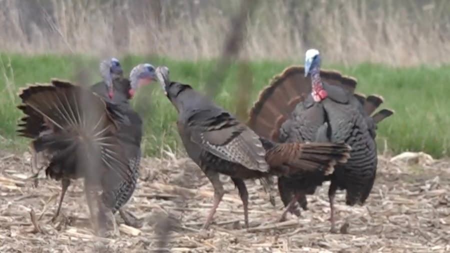 Turkey Brawl Ends With Trophy Tom
