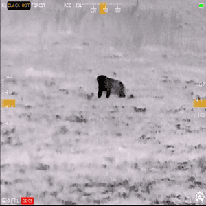 Sidekick 320 Badger Caught On Thermal