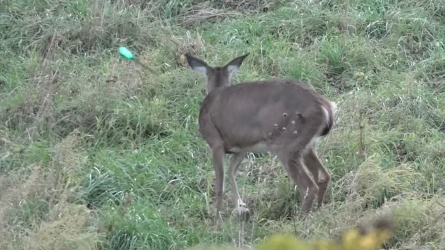 Doe Killed With A Bow at 25 Yards