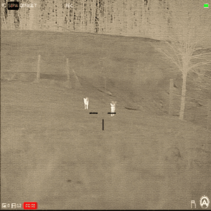 Coyote Pair Loses Game Of Hide And Seek