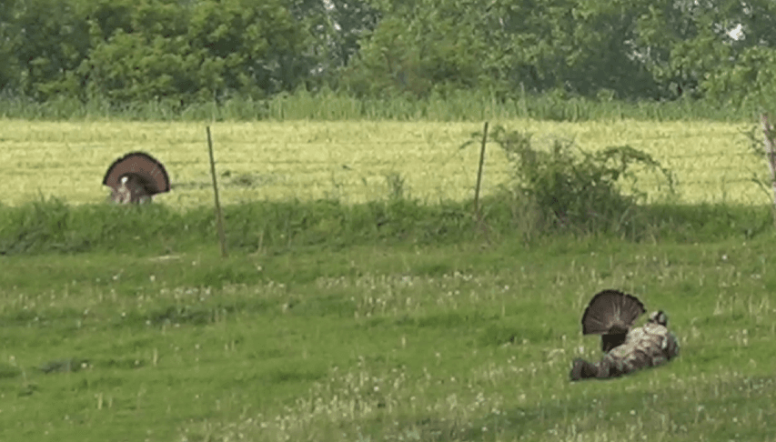 Creeping Up on A Big Tom