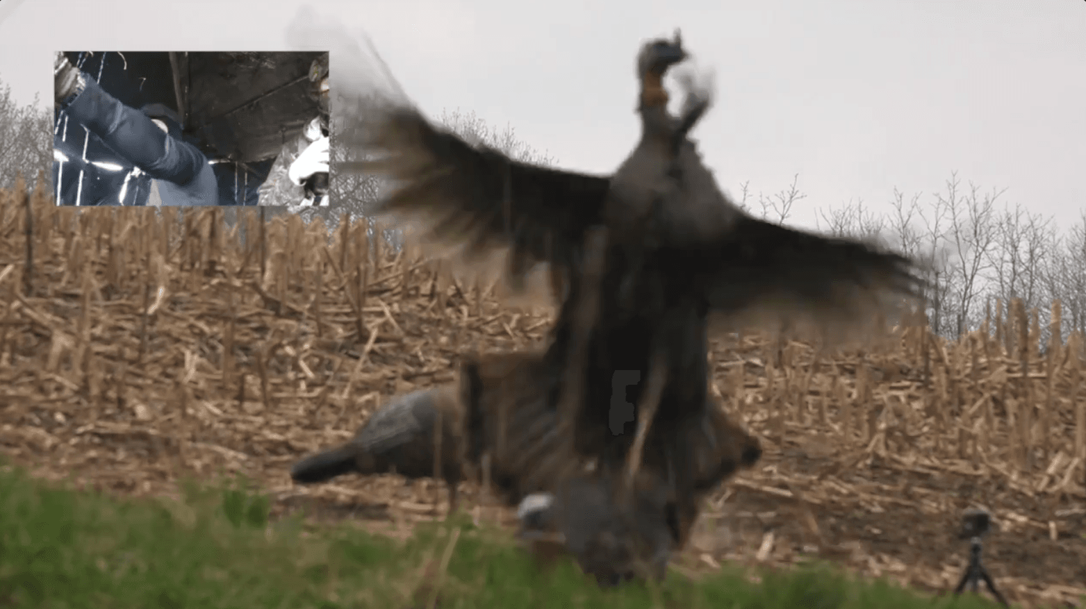 Wisconsin Archery Turkey Hunt