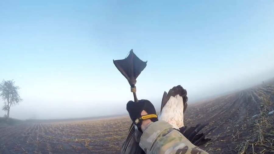 4 Banded Geese Bagged In Standing Corn