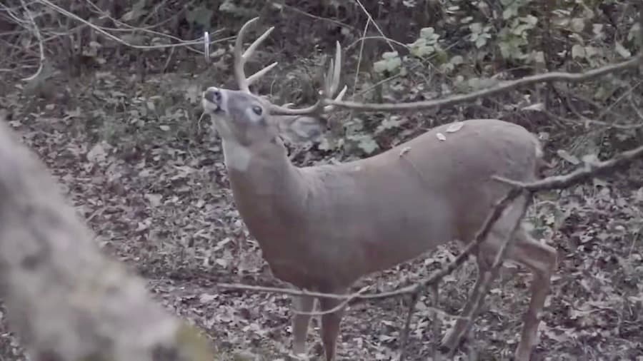 Beautiful Buck Gets A Pass In Bow Season